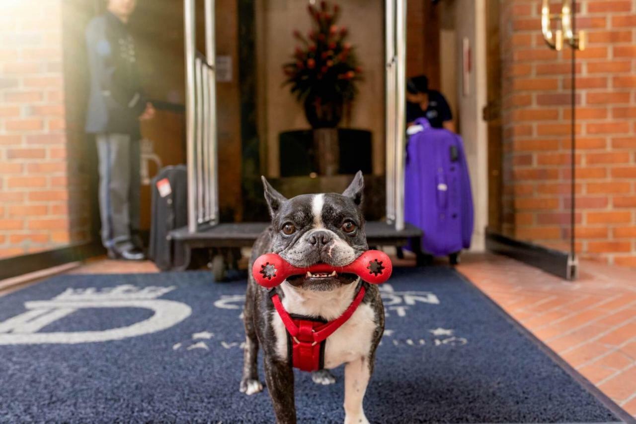 Hotel Dann Carlton Belfort Медельїн Екстер'єр фото Boston Terrier at the entrance of the hotel
